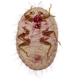   Icerya seychellarum  
